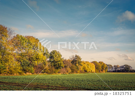 Colorful tree by a field Colorful tree by a field 18325751