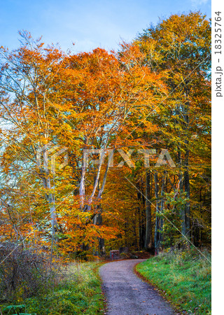 Nature trail going into a forest 18325764