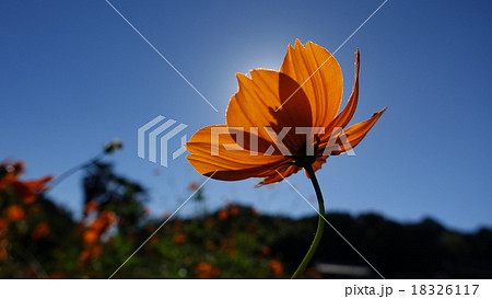 キバナコスモス(透かし)＠大平下 栃木 JPN 18326117