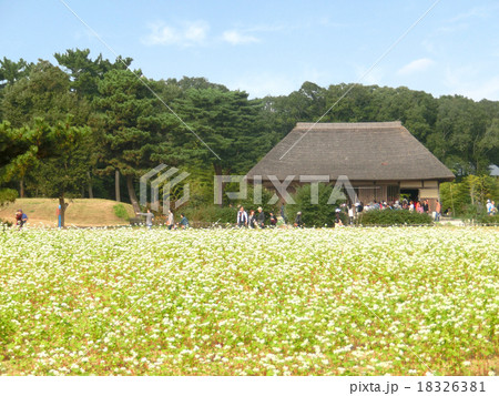 蕎麦の花 18326381