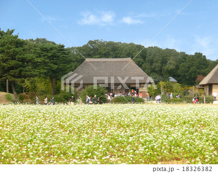 蕎麦の花 18326382