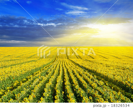 Sunset over the field 18326534