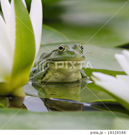Marsh frog among white lilies Marsh frog among white lilies 18326588