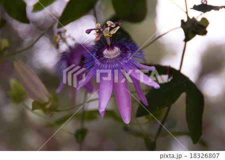 Purple Passionflower. Family Passifloraceae 18326807