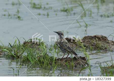 生き物 鳥類 ホシムクドリ、台風一過。どこからか飛ばされてきたのか一羽で石垣島の水田にいました 生き物 鳥類 ホシムクドリ、台風一過。どこからか飛ばされてきたのか一羽で石垣島の水田にいました 18327399