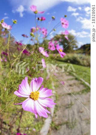 青空とコスモス001 18328061