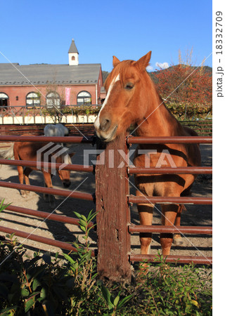 安曇野の乗馬クラブ 18332709