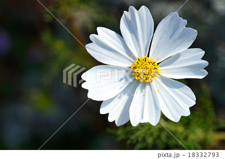 コスモス（秋桜） 18332793