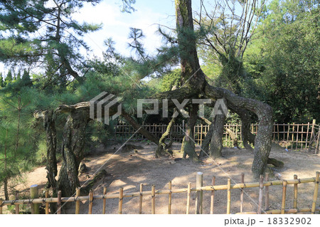 香川県観音寺市琴弾公園内興昌寺山、根あがり松 香川県観音寺市琴弾公園内興昌寺山、根あがり松 18332902