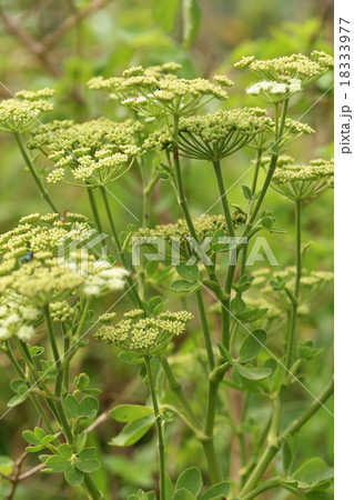 自然　植物　ボタンボウフウ、『与那国島の長命草』として有名ですが八重山のあちこちの海岸でみられます① 18333977