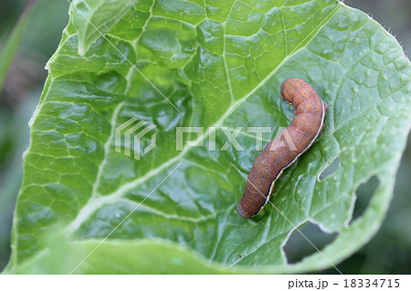 シロシタヨトウの幼虫05 シロシタヨトウの幼虫05 18334715