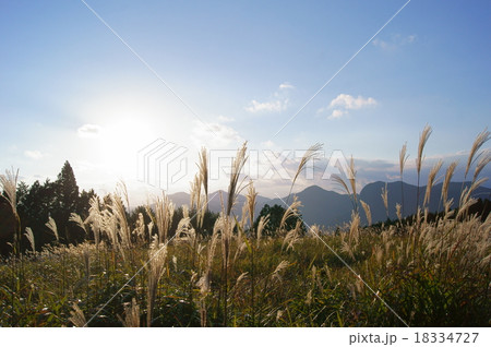曽爾高原のススキ 18334727