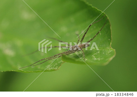 生き物 蜘蛛 ヒゲナガハシリグモ 長いのはヒゲではなくて足 第一 第二脚 なんですが の写真素材