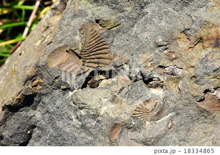 御所浦島の三角貝の化石 御所浦島の三角貝の化石 18334865