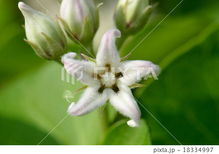 ガガイモ 18334997