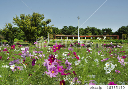 服部緑地の花壇 18335150