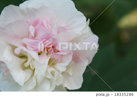 フヨウ花 アップ フヨウ花 アップ 18335286