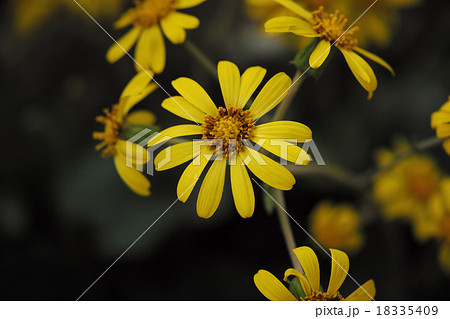 ツワブキ 18335409