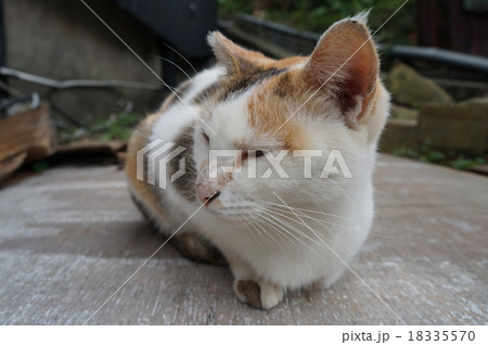 野良猫 18335570