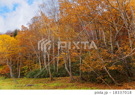 十和田八幡平国立公園の後生掛温泉の紅葉 18337018