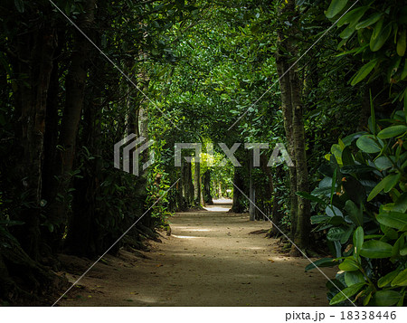 備瀬のフクギ並木 備瀬のフクギ並木 18338446