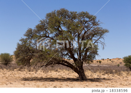 kgalagadi transfontier park 18338596