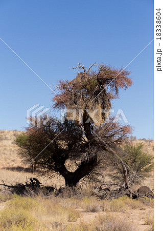 African sociable weaver big nest on tree 18338604