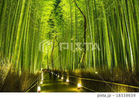 京都・嵐山花灯路　嵯峨野 18338639