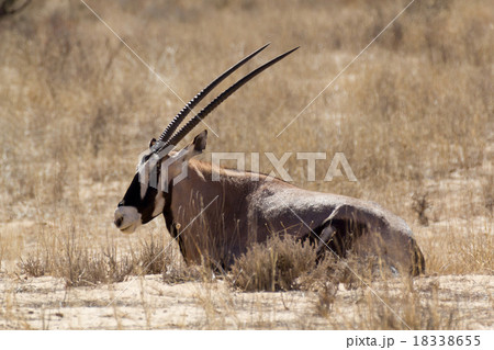 Gemsbok, Oryx gazella Gemsbok, Oryx gazella 18338655