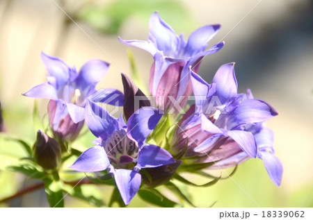 鎌倉市のシンボル花 笹リンドウの写真素材 鎌倉市のシンボル花 笹リンドウの写真素材