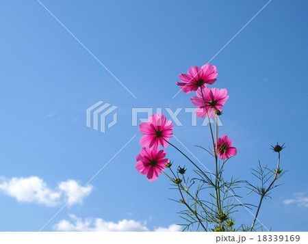 青空・ピンク色コスモス 18339169