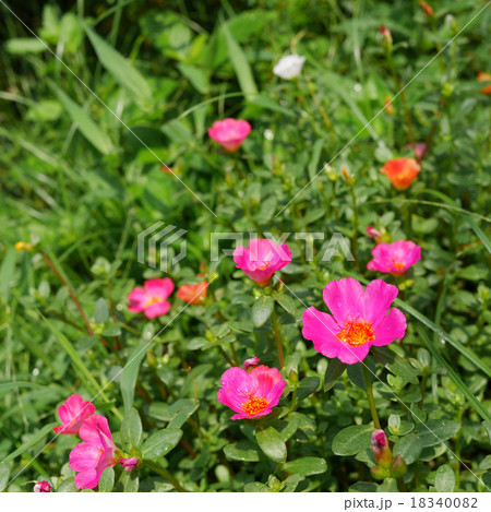 The portulaca flowers at the backyard garden (1) The portulaca flowers at the backyard garden (1) 18340082