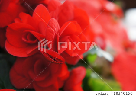 ベゴニア ベゴニア 18340150