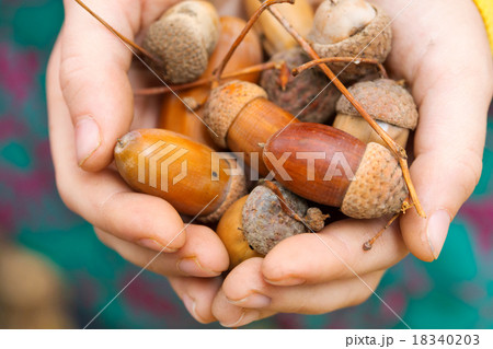 acorns acorns 18340203