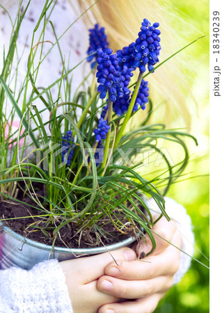 Hyacinthus Hyacinthus 18340239