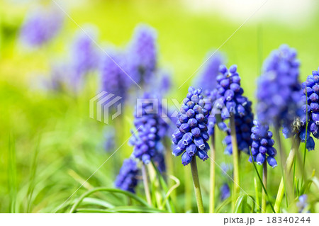Hyacinthus Hyacinthus 18340244
