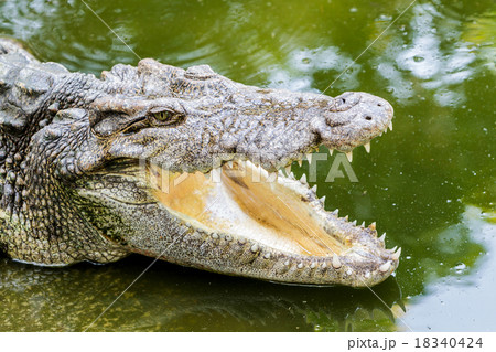 Close up of header crocodile. Close up of header crocodile. 18340424