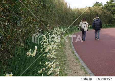 城ケ島公園の水仙ロード(三浦市、神奈川県) 城ケ島公園の水仙ロード(三浦市、神奈川県) 18340457