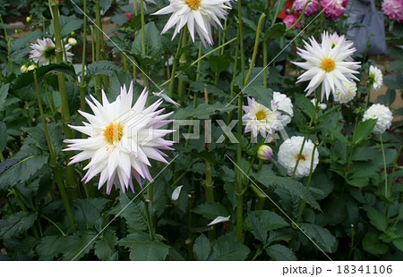 秋のダリア園 18341106