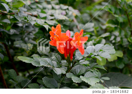 ヒメノウゼンカズラ 18341682