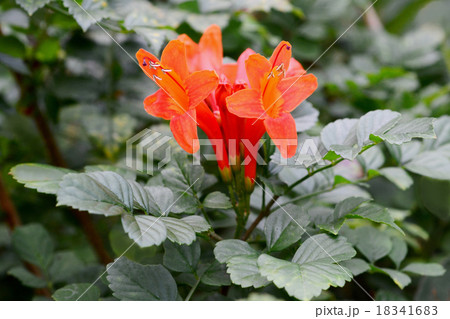 ヒメノウゼンカズラ 18341683