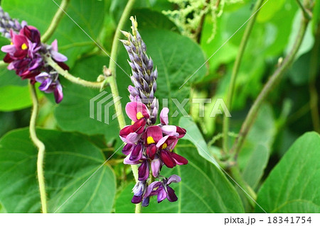 クズの花 クズの花 18341754