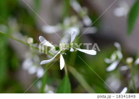 ユーフォルビア 18341849