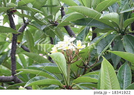 ハワイの植物 白い花の写真素材