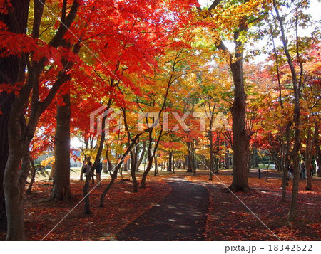 香雪園　紅葉 18342622