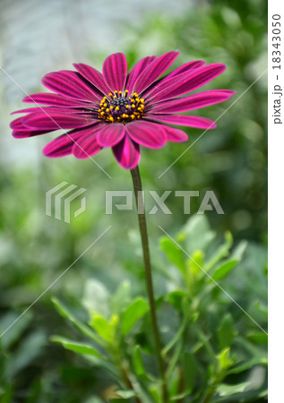 Purple daisy flowers, Osteospermum Purple daisy flowers, Osteospermum 18343050