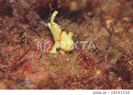 イロカエルアンコウ 18343156