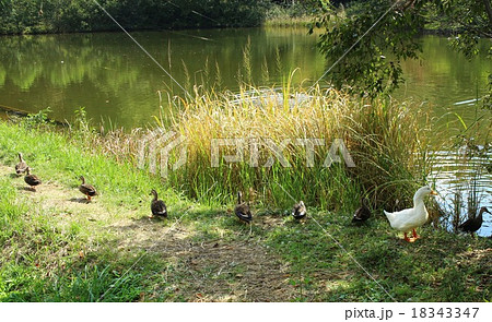 のどか のどか 18343347