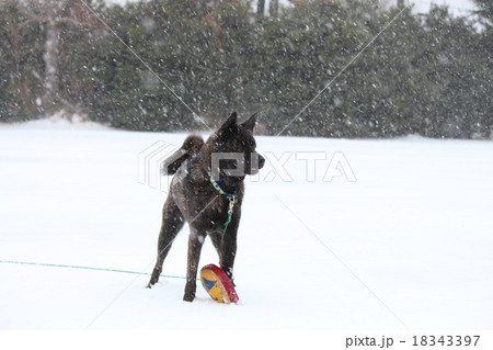 雪降る中で♪ 18343397