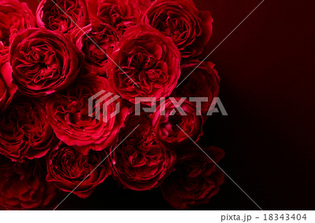 赤い薔薇 18343404